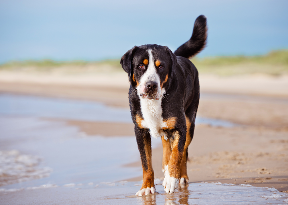 #23. Greater Swiss mountain dog